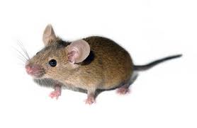 Maus